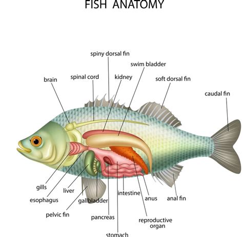 papilla fish|Papilla (fish anatomy) .